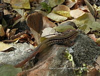 MCS IM0046 Aspidoscelis communis ssp. mariarum.jpg