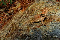 RACA 0052 Phrynosoma sherbrookei.jpg