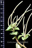 Zongo 0338 Peperomia glabella.jpg