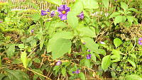 CGL4771 Lycianthes rantonnetii.JPG