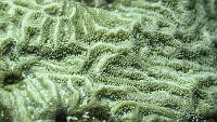 NE018 0916 Pseudodiploria clivosa.jpg