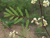 OTVBK029 0021 Acaciella angustissima.jpg