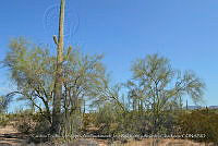 LI005 0011 Cercidium microphyllum, Carnegiea gigantea.jpg