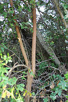 MRG-2018-427 Azadirachta indica (MRG-14feb18-b).JPG