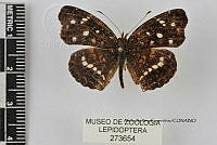 JF018 0542 Anthanassa ardys ardys.jpg