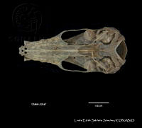 LESS 0185 Leptonycteris nivalis.JPG