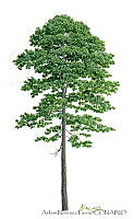 ANP0272 Pinus montezumae.jpg