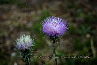 JJSE0118 Cirsium neomexicanum.JPG