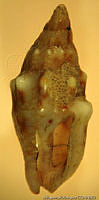 MRyRR0017 Anachis coronata.jpg