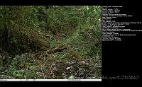 FJBL0021 Leopardus wiedii.jpg