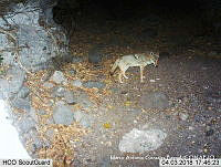 MAGB 0134 Canis latrans.JPG