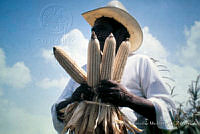 FGM0015 Zea mays.JPG