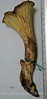 CBA0200 Gomphus sp..JPG