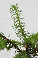 IMDOC 4811 Abies religiosa.jpg