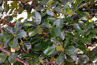 MDLLPG0127 Quercus magnoliifolia.jpg