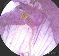 SL3938 Gibasis linearis ssp. linearis.jpg