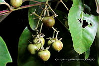Huitz 0797 Vismia baccifera.jpg