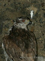 MGaves 2964 Accipiter atricapillus.jpg