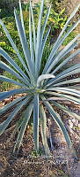 RG019 0126 Agave angustifolia.jpg