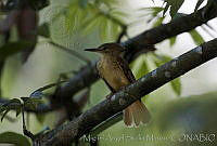 MASM02814 Onychorhynchus coronatus.jpg