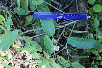 GFF0022 Quercus polymorpha.JPG