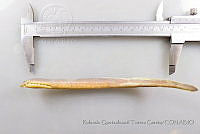 RQTG1048 Tetrapleurodon geminis.jpg