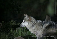 MASM06369 Canis lupus baileyi.jpg