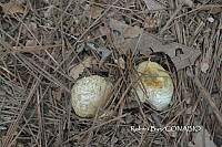 ZG009 086 Lycoperdon sp..jpg