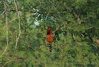 MGaves 1525 Cardinalis cardinalis.jpg