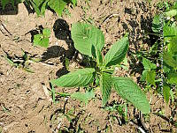 SG019 0085 Amaranthus hybridus.jpg
