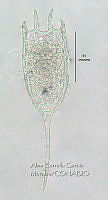 HE009 R 0137 Keratella americana.jpg