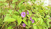 CGL4769 Lycianthes rantonnetii.JPG