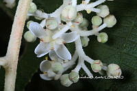 ME010 JA 00642 Saurauia.JPG