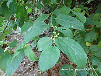 MRG-2017-1235 Colubrina triflora (MEGA-8nov17-a).JPG