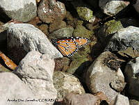 ADJ0347 Danaus gilippus ssp. thersippus.jpg