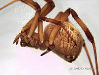 ESAP029 Latrodectus geometricus.jpg