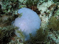 HBB0402 Siderastrea siderea.jpg