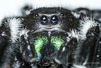 MASM08107 Phidippus audax.jpg