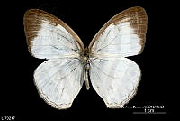 ME006 Lep 0495 Anthanassa frisia tulcis.jpg
