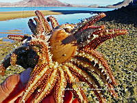 NBA0056 Heliaster kubiniji.JPG