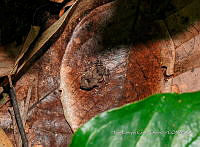 SG012 0069 Incilius valliceps.jpg