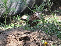 CGL4730 Campylorhynchus rufinucha.jpg