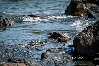 IDG Nat 0017 Haematopus palliatus.jpg