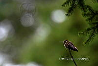 IDG1780 Lampornis amethystinus.jpg