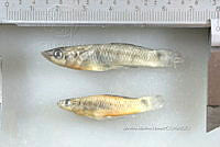 NE002 0258 Pseudoxiphophorus bimaculatus.jpg