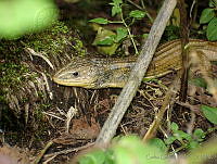CGL0290 Barisia imbricata.jpg