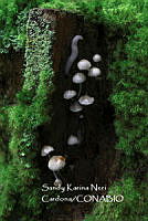 MN6PyH0088 Chlorophyllum olivieri.jpg