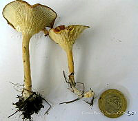 CBA0181 Infundibulicybe sp..JPG