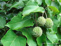 OTVHK040-425 Croton guatemalensis.TIF