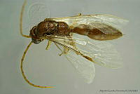 AGDE019-1 Acanthetropis sp..jpg